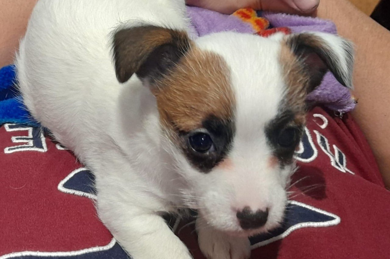 Jack Russell Terrier Puppy