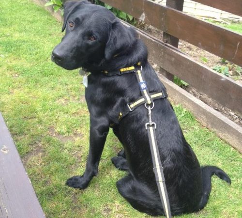 11659304_10155828633355341_3659914098795155814_n