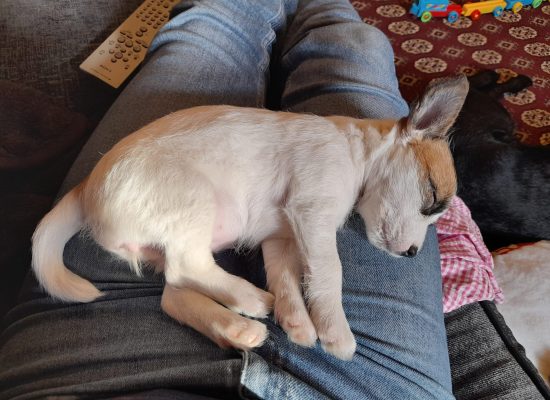 New Puppy?