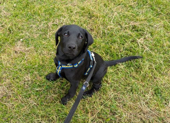 Black Labrador Puppy