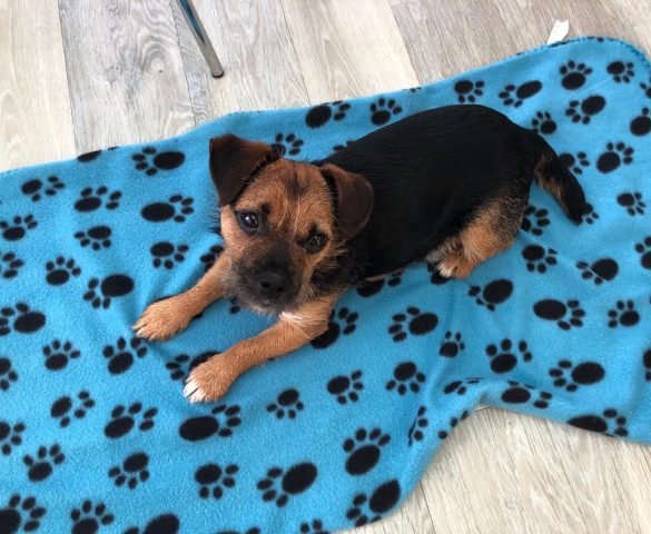 Border Terrier cross Jack Russell