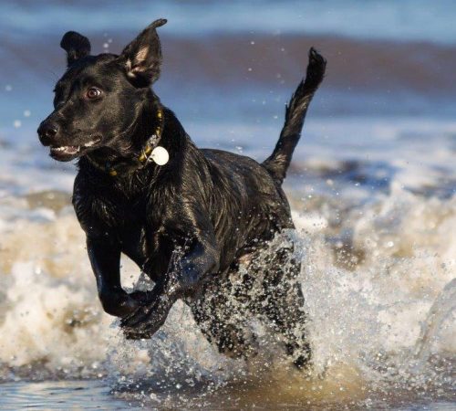 Bumble Bee on the beach Book photo
