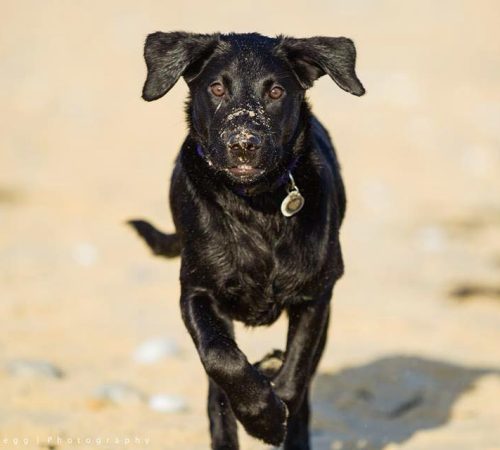 Training for Labrador puppies