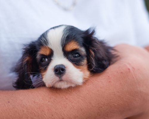 Cavalier Puppy