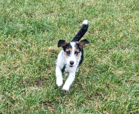 Hunt Terrier x Jack Russell