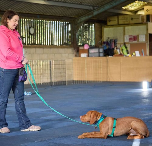 Training a Hungarian Vizsla