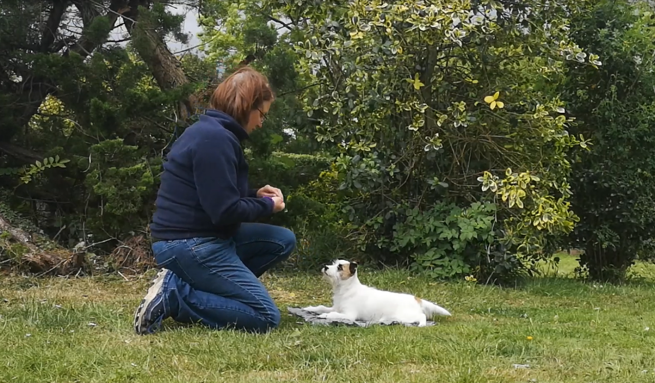 Training for terrier puppies