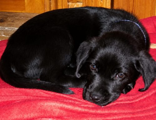 Phoenix Puppy