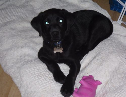 Phoenix pup 12 weeks