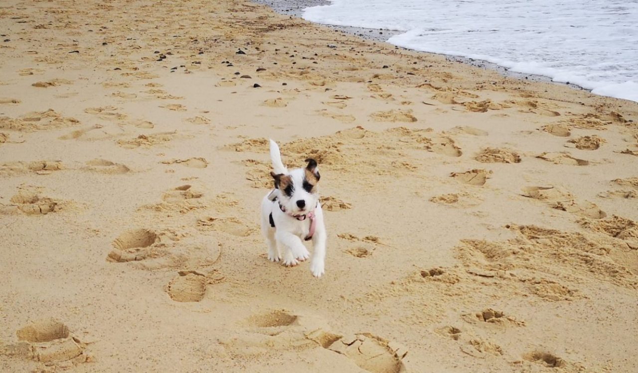 Puppy training Classes