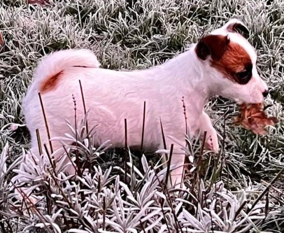Rough Coat Jack Russell