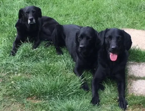 Training for Labradors