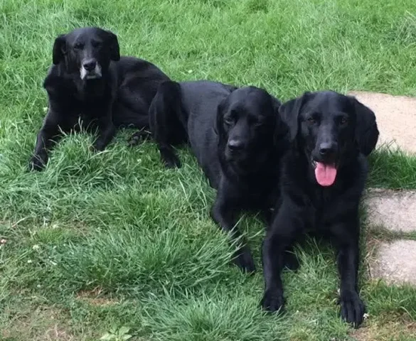 Training for Labradors