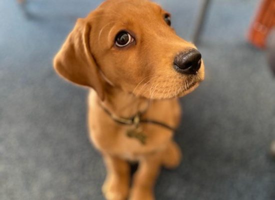 Wesley Puppy