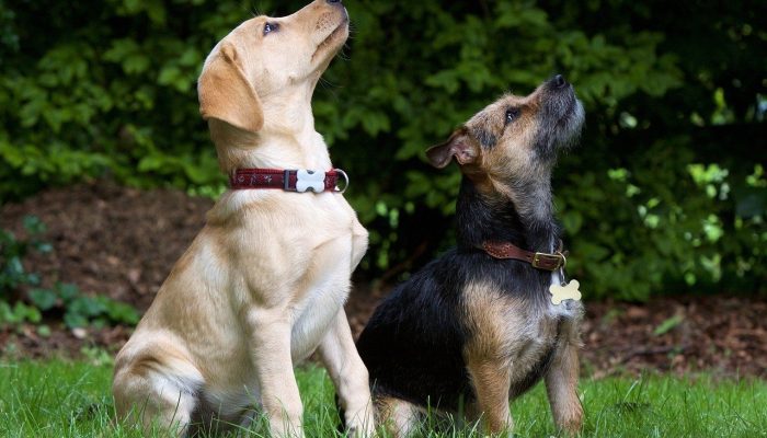 dogs-930727_1280