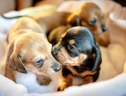 puppies-3687656_1280