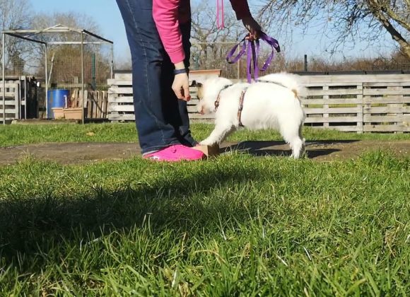 Video Thumbnail: Two paws